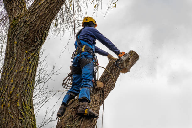 Best Affordable Tree Service  in Ovid, MI